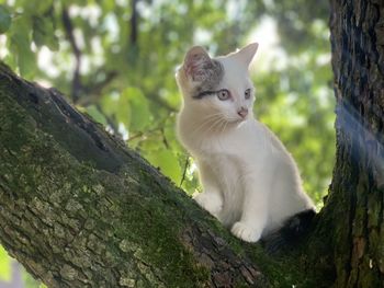 View of a cat on tree trunk