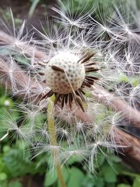 Close-up of dandelion on plant