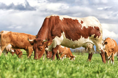 Cows on field