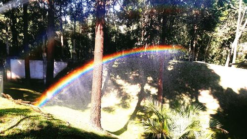 Scenic view of rainbow over trees in forest