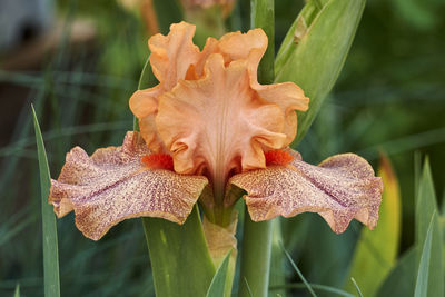 Close-up of orange lily on plant