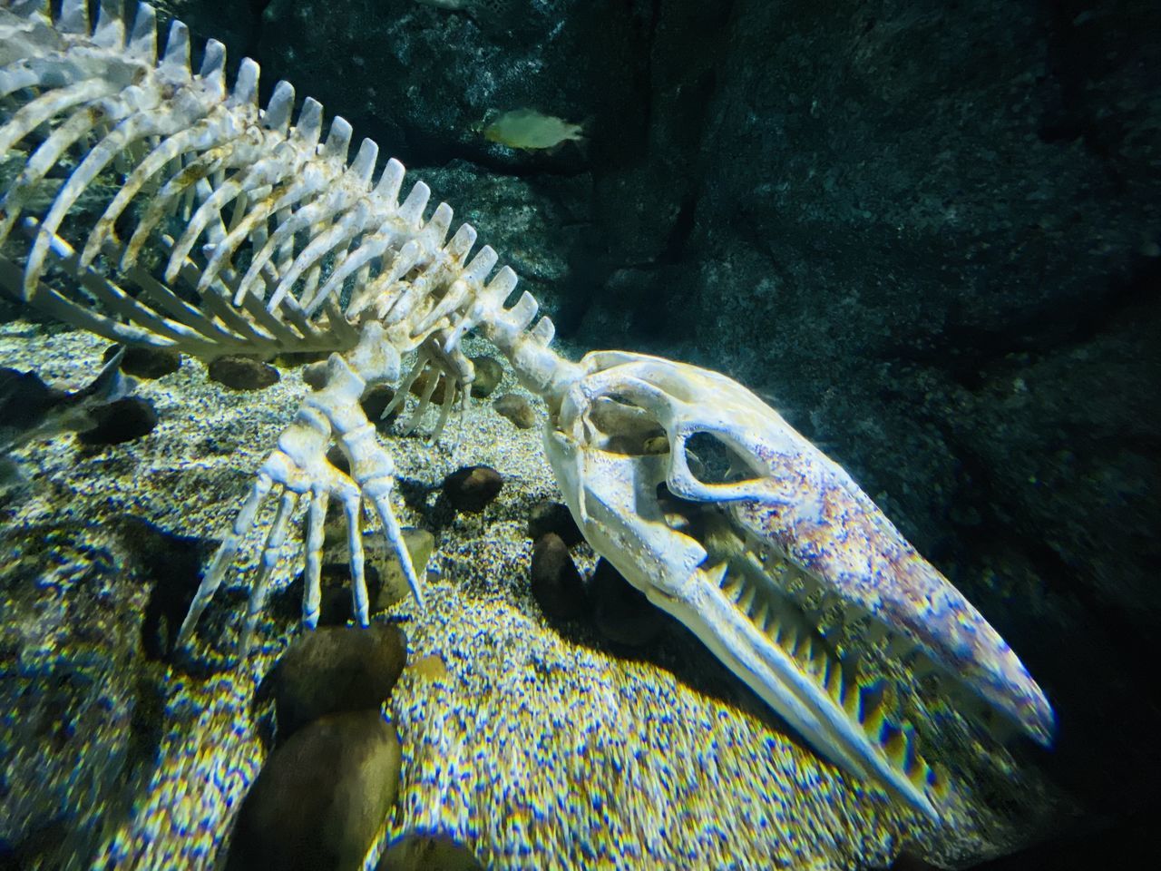 FISH SWIMMING IN AQUARIUM