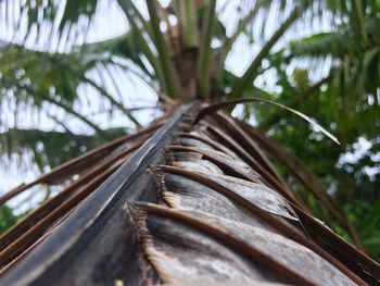 Close-up of wood