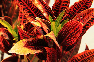 Close-up of autumn leaves
