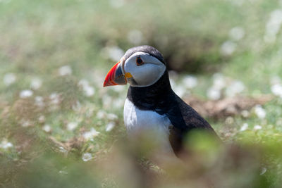 One puffin shot amongst daisy flowers with selective focus