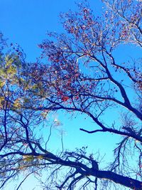 Low angle view of tree against blue sky