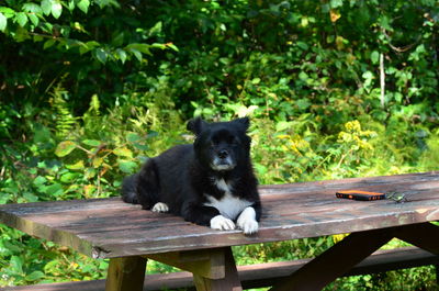 Black cat sitting on bench