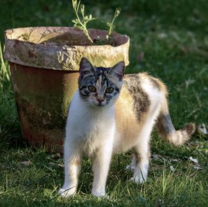 Kitten standing in garden looking at camera