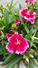 Close-up of pink flowers blooming outdoors