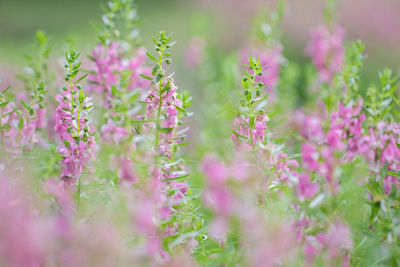 Close-up of pink flowering plant on field