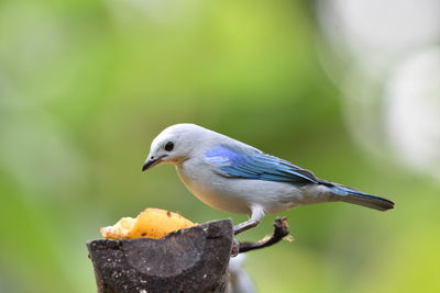 Close-up of bird perching