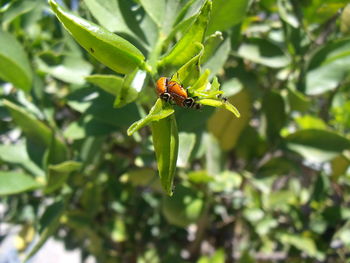 Close-up of insect on plant