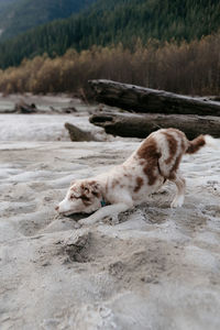 Red merel border collie puppy