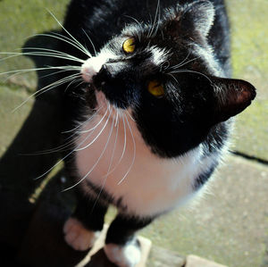 Close-up of black cat