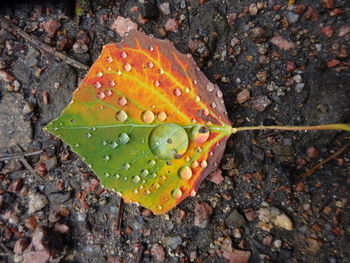 High angle view of raindrops on leaf