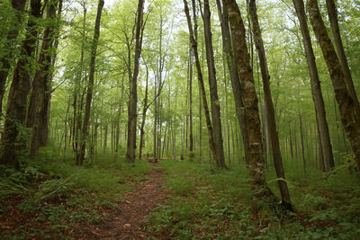 Trees in forest