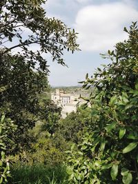 Trees and plants against sky in city