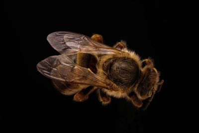 Close-up of insect over black background