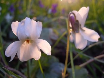 Close-up of white flowers