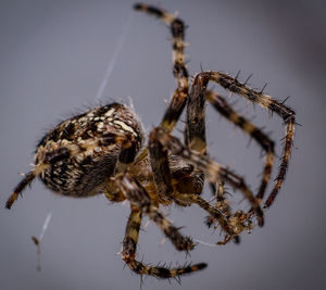 Close-up of spider