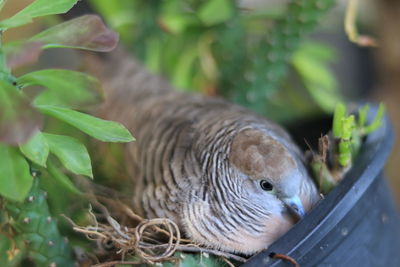 Close-up of a bird