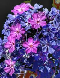 Close-up of pink flowers