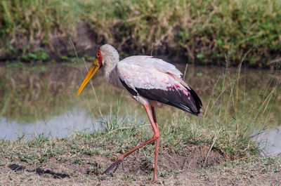 Side view of a bird in water