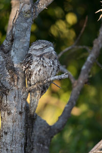 Close-up of bird perching on tree