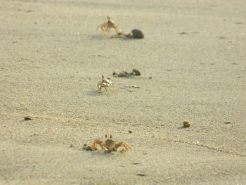 High angle view of crabs crawling on sand at beach