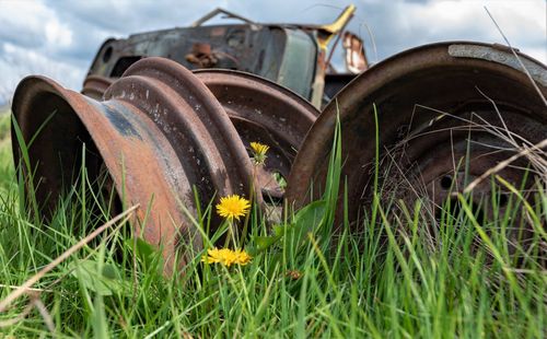 Close-up of yellow flowering plants on field