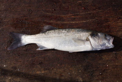 High angle view of fish against gray background