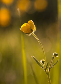 Close-up of yellow flowering plant on field