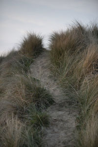 Close-up of grass on land