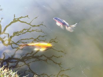 Close-up of fish swimming in sea