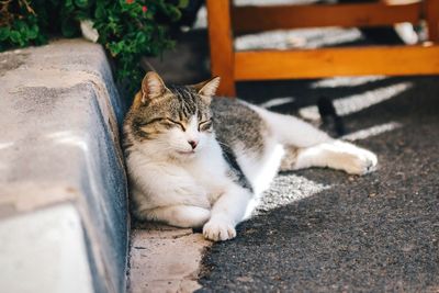 High angle view of cat relaxing on street