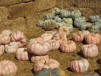 Pumpkins on field