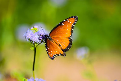 Close-up of butterfly on purple flower