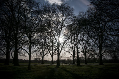 Bare trees against sky