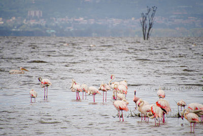 Flock of birds in lake