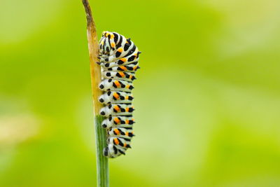 Beautiful caterpillar