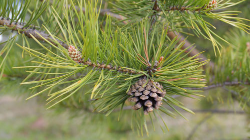 Close-up of pine cone on tree