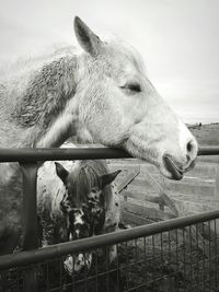 Horse looking away