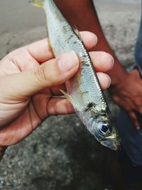 Cropped hand of man holding fish