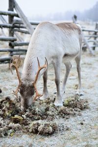 Reindeer eating moss on field