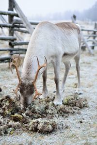 Side view of horse standing on field