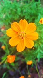 Close-up of yellow cosmos flower