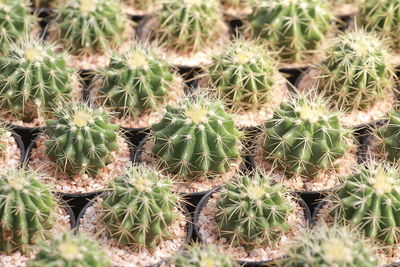 High angle view of succulent plants on field