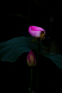 Close-up of pink water lily in lake