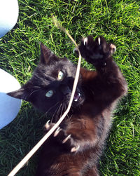 Portrait of black cat sitting on grass