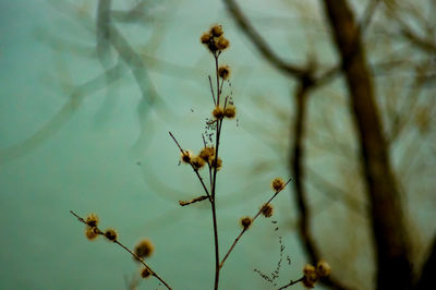 Close-up of wilted plant against sky